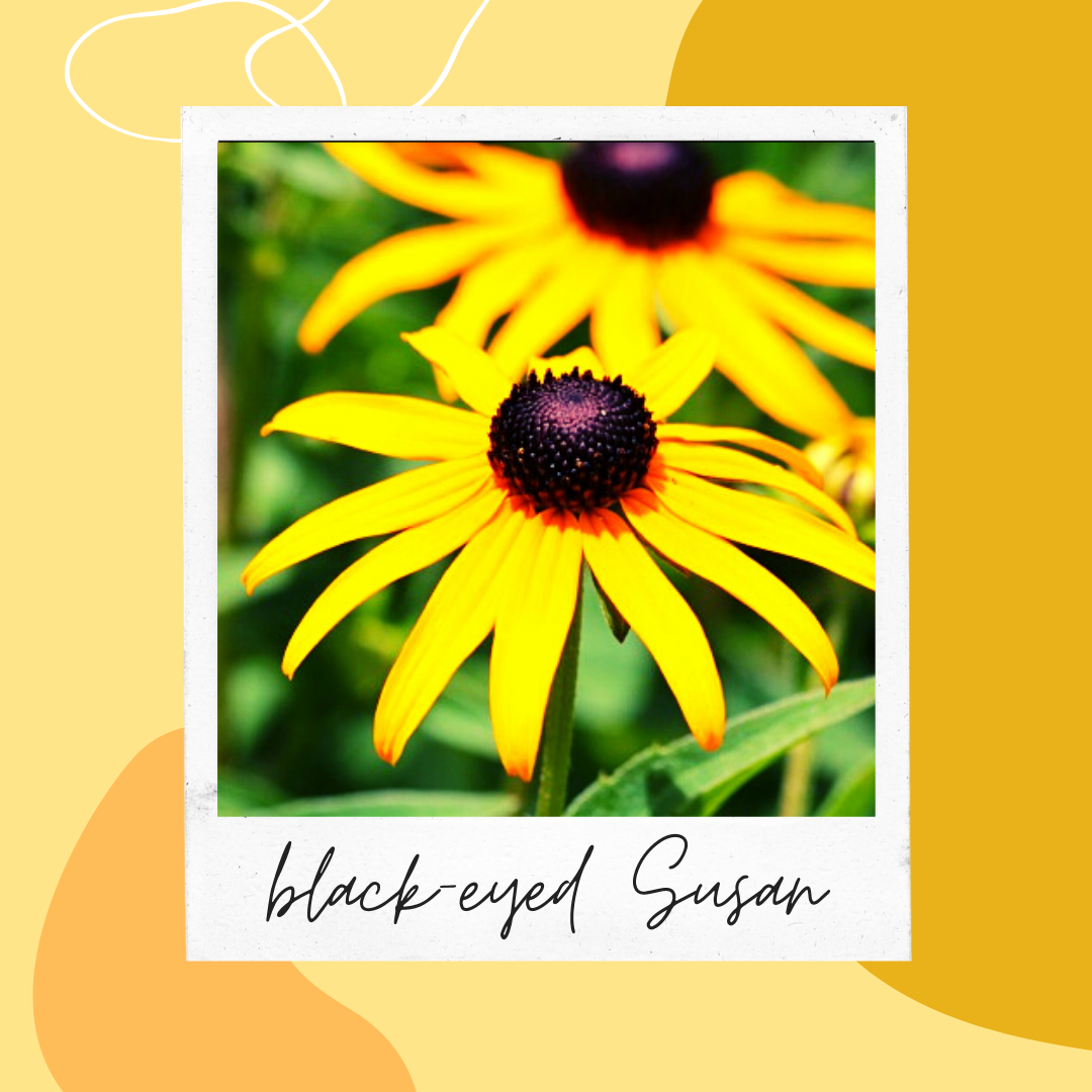 August Plant of the Month Blackeyed Susan